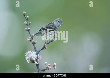 Pine Siskin (Carduelis pinus), Erwachsener auf blühenden mexikanischen Pflaume (Prunus mexicana), Hill Country, Central Texas, USA Stockfoto