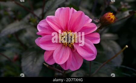 Einzelne rosa Gänseblümchen Art Blume mit gelben Staubgefäßen und weich Graugrüner Hintergrund Stockfoto