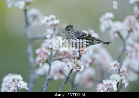 Pine Siskin (Carduelis pinus), Erwachsener auf blühenden mexikanischen Pflaume (Prunus mexicana), Hill Country, Central Texas, USA Stockfoto