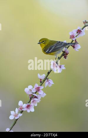 Kiefersänger (Dendroica pinus), erwachsener Rüde, der auf blühendem Pfirsich-Baum (Prunus persica), Hill Country, Central Texas, USA, thront Stockfoto