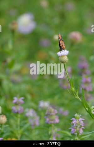 Königin (Danaus gilippus), Erwachsene, die auf amerikanischer Korbblüte (Centaurea americana), Hill Country, Central Texas, USA, füttern Stockfoto