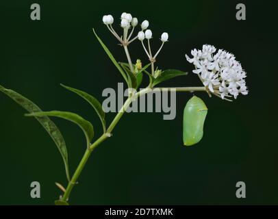 Königin (Danaus gilippus), Raupenpuppe auf Aquatic Milkweed (Asclepias perennis), Serie, Hill Country, Central Texas, USA Stockfoto