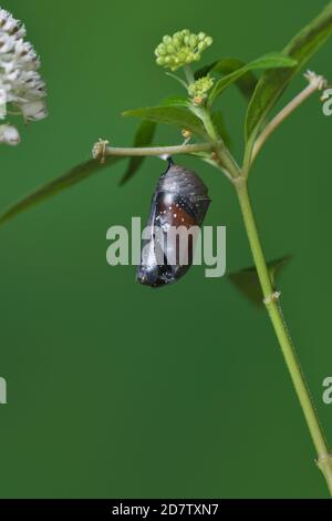 Königin (Danaus gilippus), Schmetterling aus Chrysalis auf Aquatic Milkweed (Asclepias perennis), Serie, Hill Country, Central Texas, USA Stockfoto