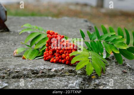 Ast der reifen Eberesche mit grünen Blättern auf der Betonoberfläche außen abreißen. Nahaufnahme von Trauben von reifen roten Beeren. Selektiver Fokus. Ohne Menschen Stockfoto