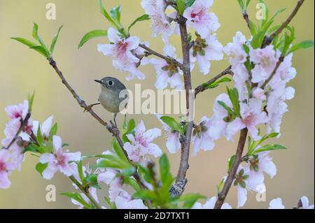 Rubinkronenkönigl (Regulus calendula), erwachsener, auf blühendem Peach-Baum (Prunus persica) sitzender Baum, Hill Country, Central Texas, USA Stockfoto