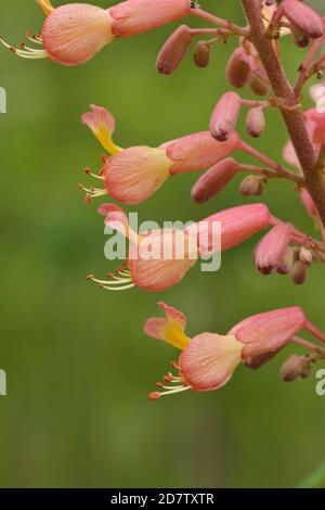 Red Buckeye (Aesculus pavia), Blooming, Palmetto State Park, Hill Country, Central Texas, USA Stockfoto