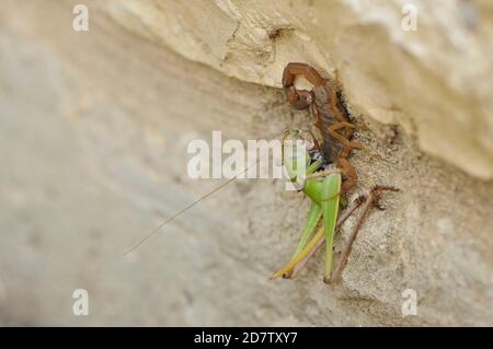 Gestreifter Barkenskorpion (Centruroides vittatus), erwachsen mit Heuschreckenbeute, Hill Country, Central Texas, USA Stockfoto