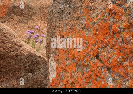 Giant Spiderwort, (Tradescantia gigantea), Enchanted Rock State Natural Area, Hill Country, Central Texas, USA Stockfoto