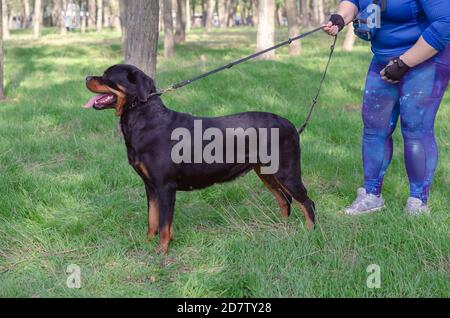 Teil 3 von 5. Außenstanz-Training für Rottweiler Hund. Erwachsene Frau in blauem Trainingsanzug fixiert ihr Haustier im Rack und tritt zurück. Stockfoto