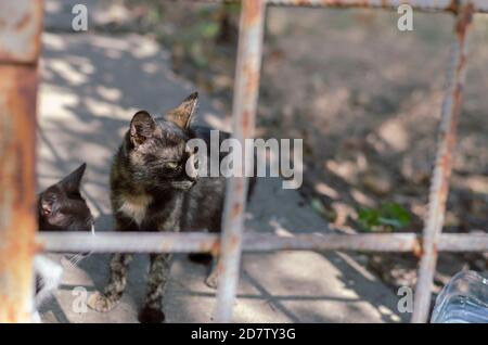 Dreifarbige Katze mit Kätzchen vor der Tür. Obdachlose Schildkrötenkatze mit kleinen schwarz-weißen Kätzchen. Heimatlose Haustiere. Ohne Menschen. Stockfoto