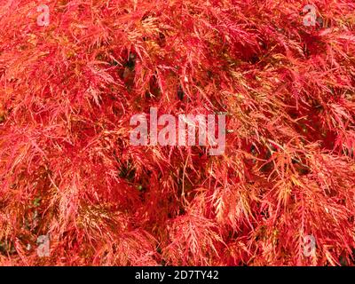 Leuchtend rote Blätter und Früchte eines japanischen Ahornbaums (Acer japonicum) Stockfoto