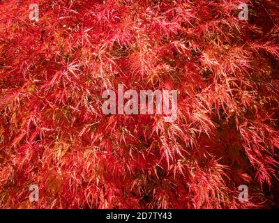 Leuchtend rote Blätter und Früchte eines japanischen Ahornbaums (Acer japonicum) Stockfoto