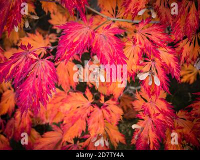 Leuchtend rote Blätter und Früchte eines japanischen Ahornbaums (Acer japonicum) Stockfoto