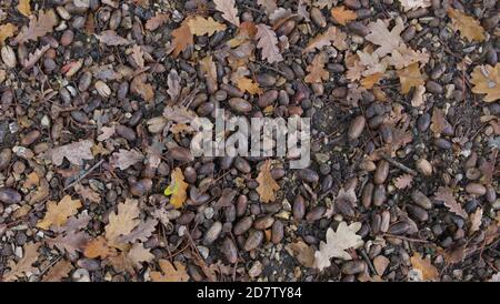 Hintergrund von gefallenen Eicheln und Eichenblättern auf dem Boden in Herbst Stockfoto