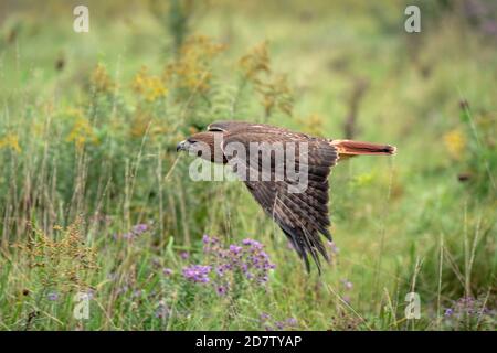 Rotschwanzhawk, der tief über einem Feld wilder Blumen fliegt Jagd nach Nahrung Stockfoto