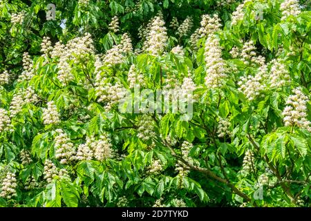 Rosskastanienblumen oder Kerzen, Aesculus hippocastanum. Stockfoto