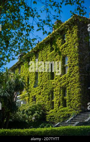 Ein georgianisches Haus in der Stadt South Dublin, das von Efeu bedeckt ist. Stockfoto