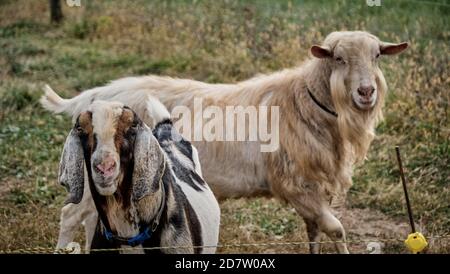 Ein Saanen- und Nubianer-Bock draußen auf dem Feld an einem Herbsttag. Stockfoto