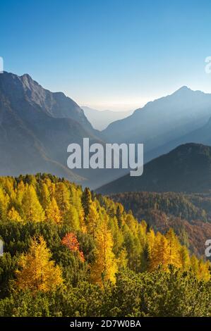 Lärchen im Herbst, Visic Pass, Triglav Nationalpark, Julischen Alpen, Slowenien Stockfoto