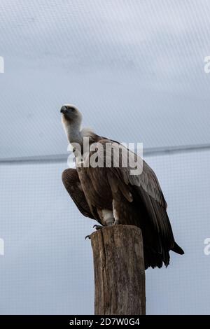 Ein Greifgeier (lateinisch: Gyps fulvus) einer der größten Raubvögel in Gefangenschaft, der sich ausruhte und in seinem Käfig nach seiner nächsten Beute suchte Stockfoto