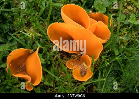 Orange Peel Pilz in Suffolk Stockfoto