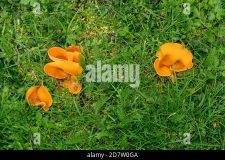 Orange Peel Pilz in Suffolk Stockfoto