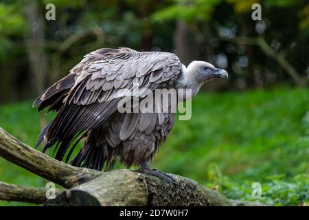 Ein Greifgeier (lateinisch: Gyps fulvus) einer der größten Raubvögel, der sich ausruhte und in der wilden Natur nach seiner nächsten Beute suchte Stockfoto