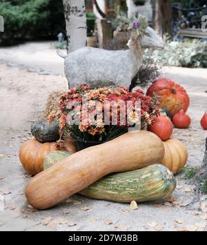 Thanksgiving dekorierten Garten mit verschiedenen Größen und Formen Kürbisse und Chrysantheme. Terrasse oder Hinterhof für die Halloween, Thanksgiving, Herbstsaison dekoriert. Stockfoto