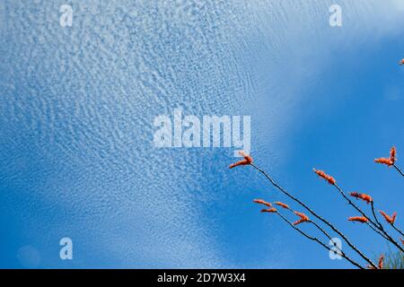 Ocotillo Kaktusblüten reichen nach einem Makrelenhimmel (hohe Cirrocumulus- oder Altokumuluswolken) über der Sonoran-Wüste - manchmal auch Buttermilchhimmel genannt Stockfoto