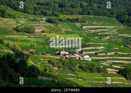 Martigny, Schweiz - 23. August 2019. Plan Cerisier Restaurant zwischen terrassenförmig angelegten Weinbergen oberhalb von Martigny im Kanton Wallis, Schweiz. Stockfoto