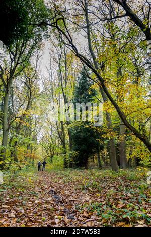 Menschen, die auf einem Reitweg durch einen typischen Mischwald im Sherwood Forest aus Nadelbäumen und Laubbäumen wandern. Stockfoto