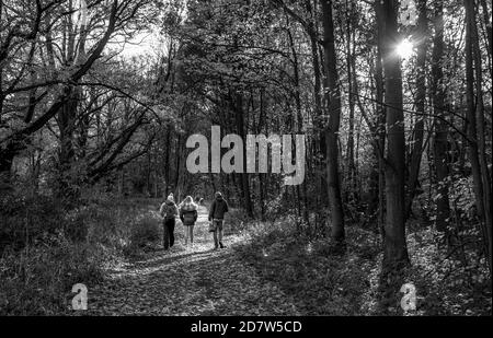 Menschen, die auf einem Reitweg durch einen typischen Wald im Sherwood Forest mit Laubbäumen wandern. Stockfoto