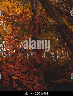 Herbst rot & orange Blätter und Bäume Stockfoto