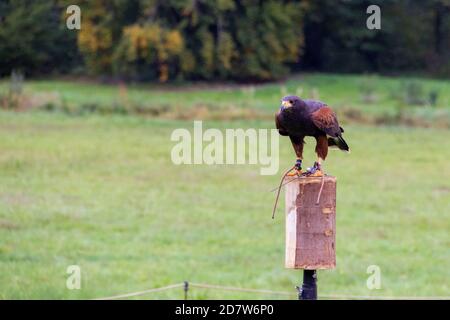 Ein Porträt eines Wüstenfalken, der während einer Falknerei-Vogelschau auf einer Falknerei-Requisite ausgeparkt ist. Der Vogel, auch bekannt als harris oder Dunkelfalke, schaut sich um Stockfoto