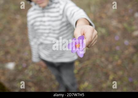 Das Kind hält eine violette Blume aus Stockfoto