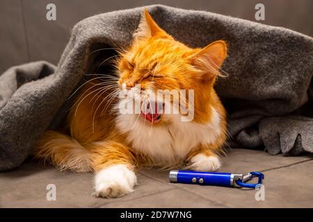 Red siberian flauschige Katze gähnt und liegt auf dem Sofa unter einer warmen Decke, Deckchen, neben einem Spielzeug, ein Laser-Schlüsselanhänger Stockfoto