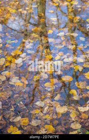 Ein weiterer Blick auf Herbstblätter und eine Wasserpfütze in Großbritannien. Die Vorteile der psychischen Gesundheit genießen, wenn man während der covid-Pandemie draußen ist. Stockfoto