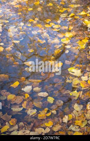 Genießen Sie während der covid-Pandemie einen Blick auf Herbstblätter und eine Wasserpfütze im Vereinigten Königreich. Psychische gesundheitliche Vorteile, wenn man draußen mit der Natur ist. Stockfoto