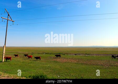 Mongolei Steppenlandschaft von unendlichen Grasland unter schönen Wolke in Blue Sly Stockfoto