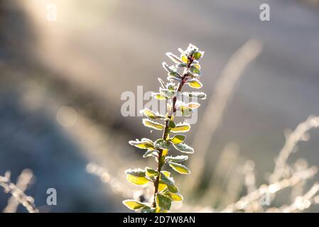 Verwelkte Blüten auf einem Busch, bedeckt mit Reif in der Nacht Frost, Spätherbst, November Stockfoto