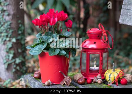 Herbstgarten Dekoration mit roten Cyclamen Blume und Auflage Laterne Stockfoto