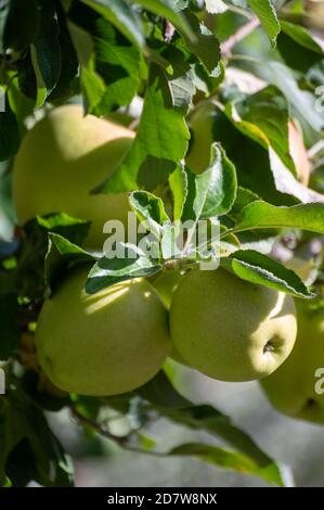Große süße braeburn Äpfel reifen auf Baum in Obstgarten Nahaufnahme Stockfoto
