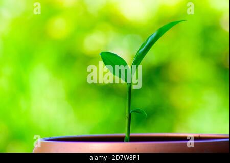 Junge grüne Ingwerpflanze, die im Topf auf grüner Natur wächst Hintergrund Stockfoto