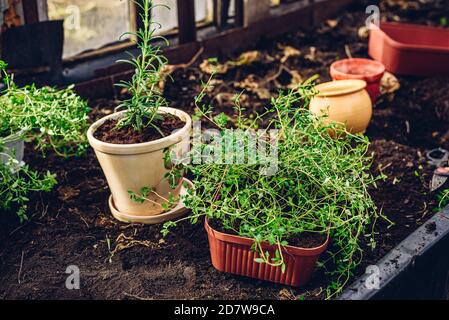 Frische Kräuter in Töpfen im Garten Stockfoto