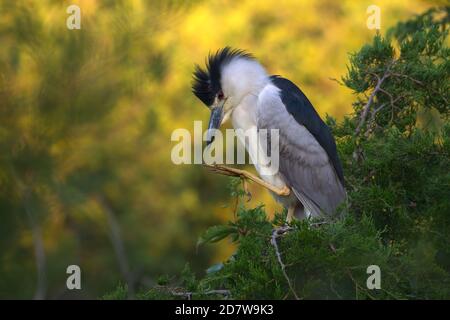 Black-Crowned Night Heron Preening in Treetops in Rookery in Ocean City, NJ Stockfoto