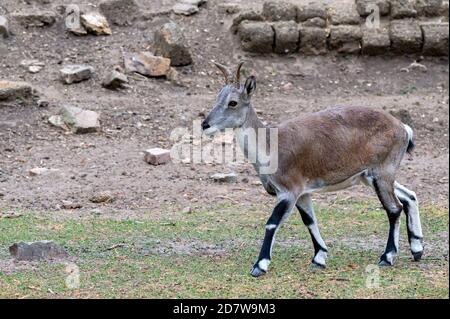 Nahaufnahme von Bharal, Himalayan Blue Sheep oder naur Stockfoto