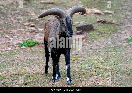 Nahaufnahme von Bharal, Himalayan Blue Sheep oder naur Stockfoto