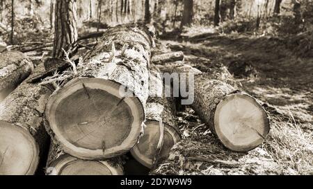 Gruppe von gesägten Holzstämmen im künstlerischen Detail. Nahaufnahme des abgeholzten Baumstammes Querschnitt. Natürliche ländliche Hintergrund in einem Farbton Retro-Stil. Eco. Stockfoto
