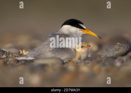 Am wenigsten Tern Mama und Chick at Nest am Nauset Beach in Eastham, MA am Cape Cod Stockfoto