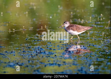 Green sandpiper oder Tringa ochropus Spaziergänge auf See Stockfoto